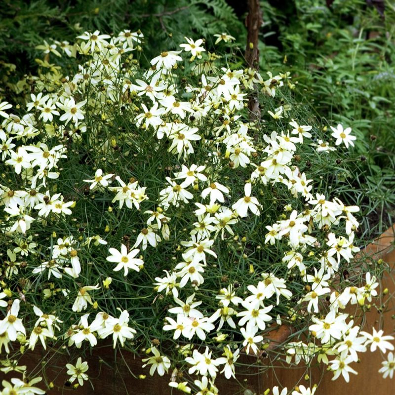 Syyskaunosilmän Coreopsis verticillata vaaleankeltaiset kukat