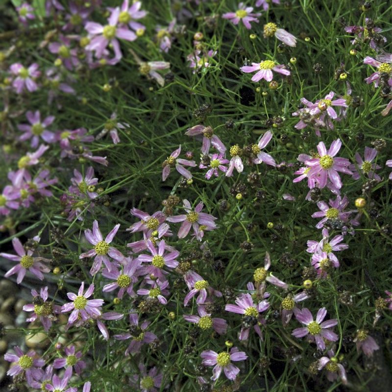 Syyskaunosilmän Coreopsis verticillata vaaleanpunaiset kukat