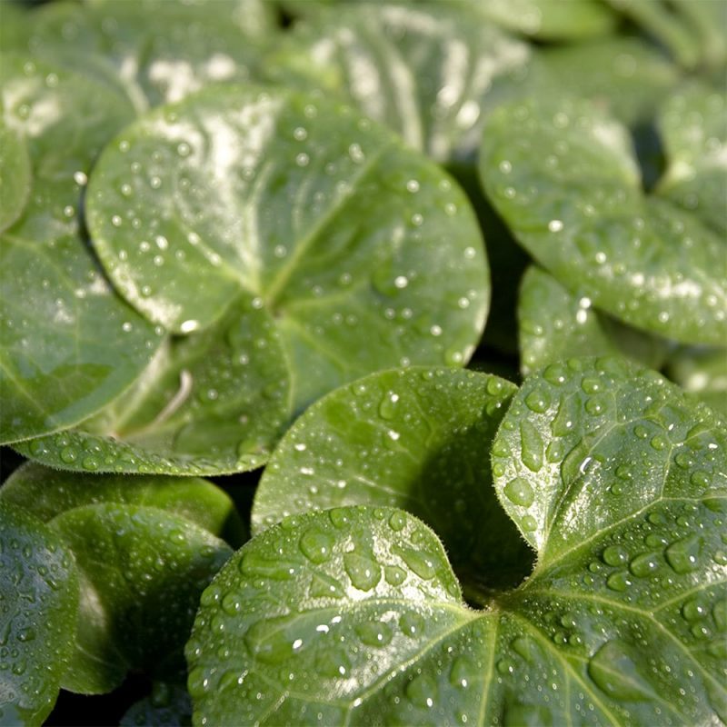 Taponlehti Asarum europaeum