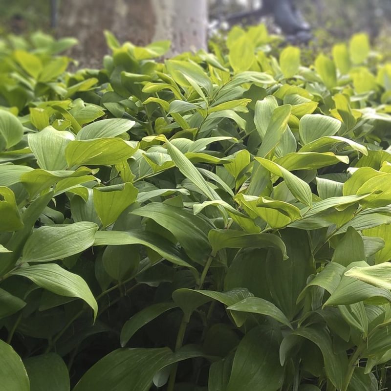 Tarhakalliokielo Polygonatum x hybridum