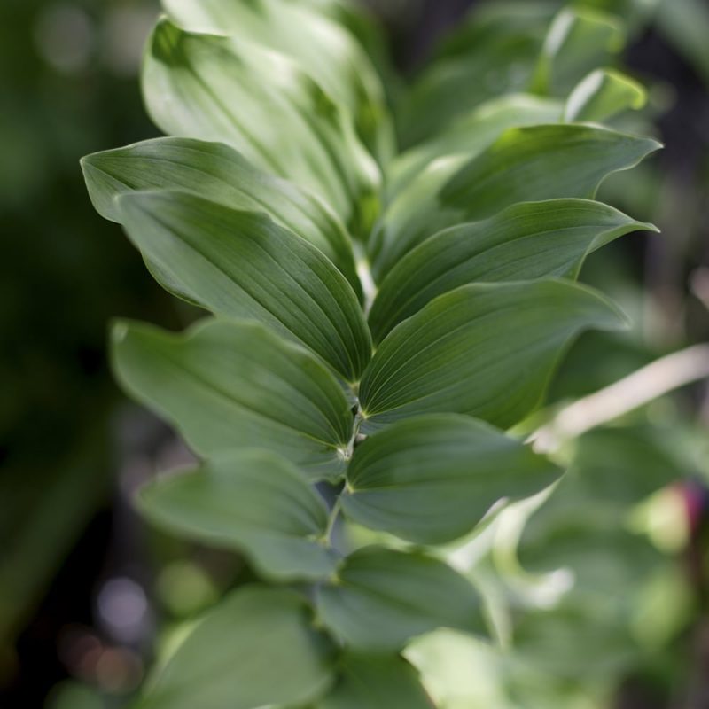 Tarhakalliokielo Polygonatum x hybridum lehti