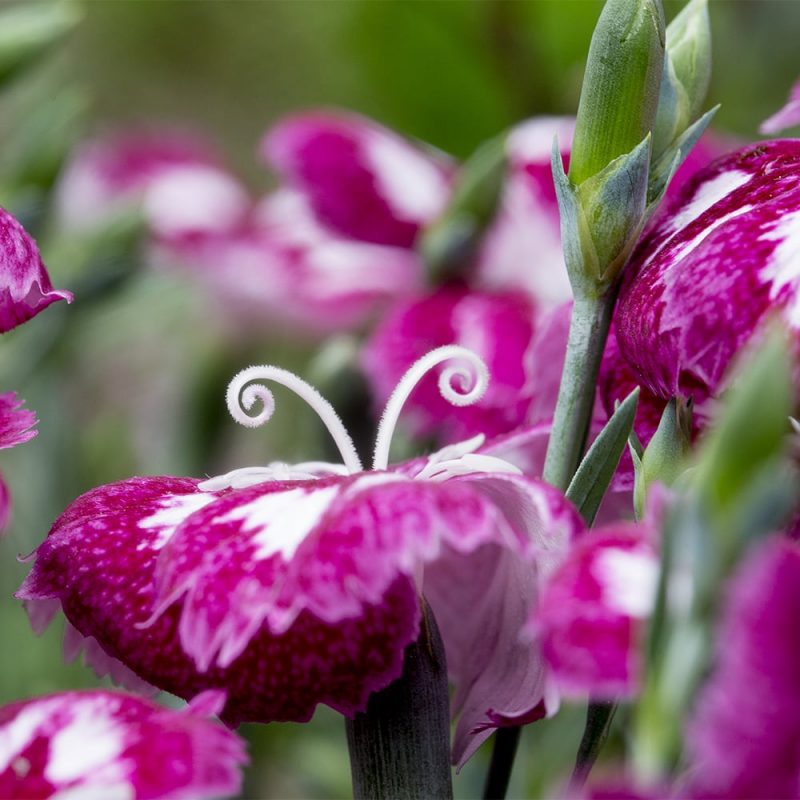 Tarhaneilikat Dianthus, läheltä