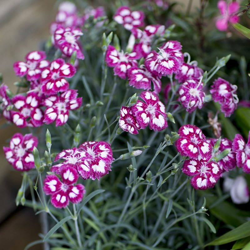 Tarhaneilikat Dianthus