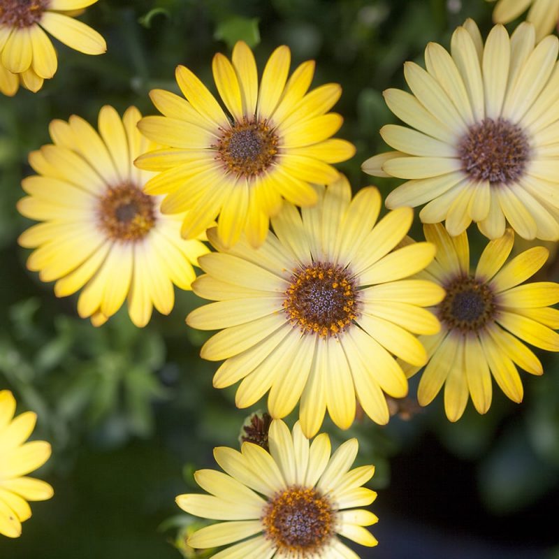 Tarhatähtisilmä Osteospermum Ecklonis-lajikkeet, keltainen