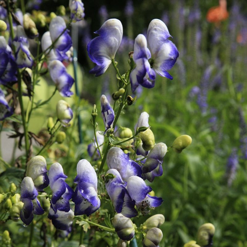 Tarhaukonhattu Aconitum x cammarum