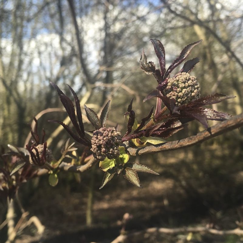 Terttuselja Sambucus racemosa