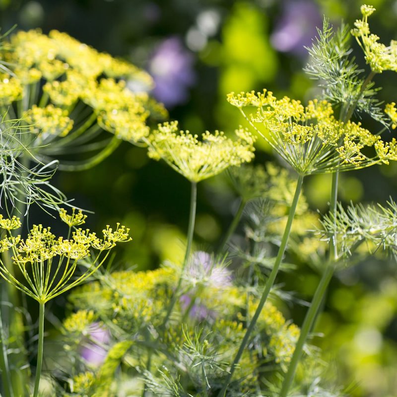 Tilli Anethum graveolens, läheltä