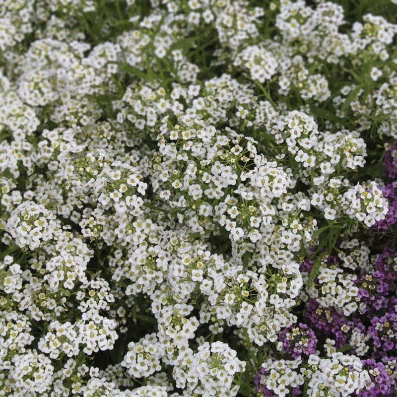 Tuoksupielus Lobularia maritima