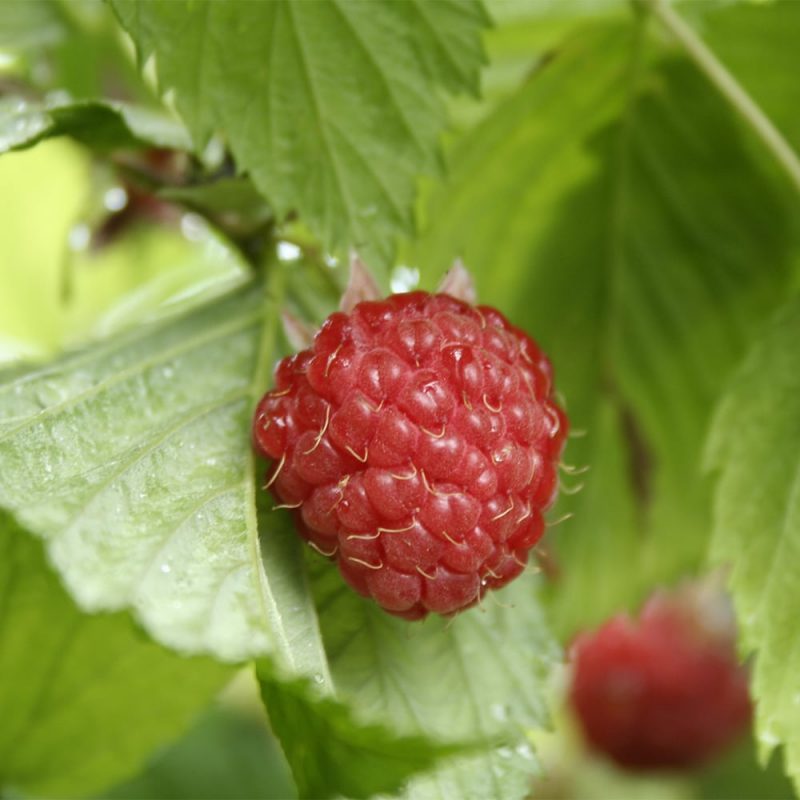 Vadelma Rubus idaeus