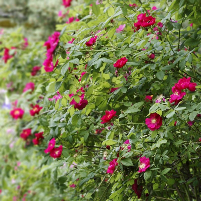 Valamonruusu Rosa ’Splendens’