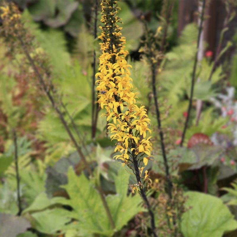 Valtikkanauhus Ligularia przewalskii kukka