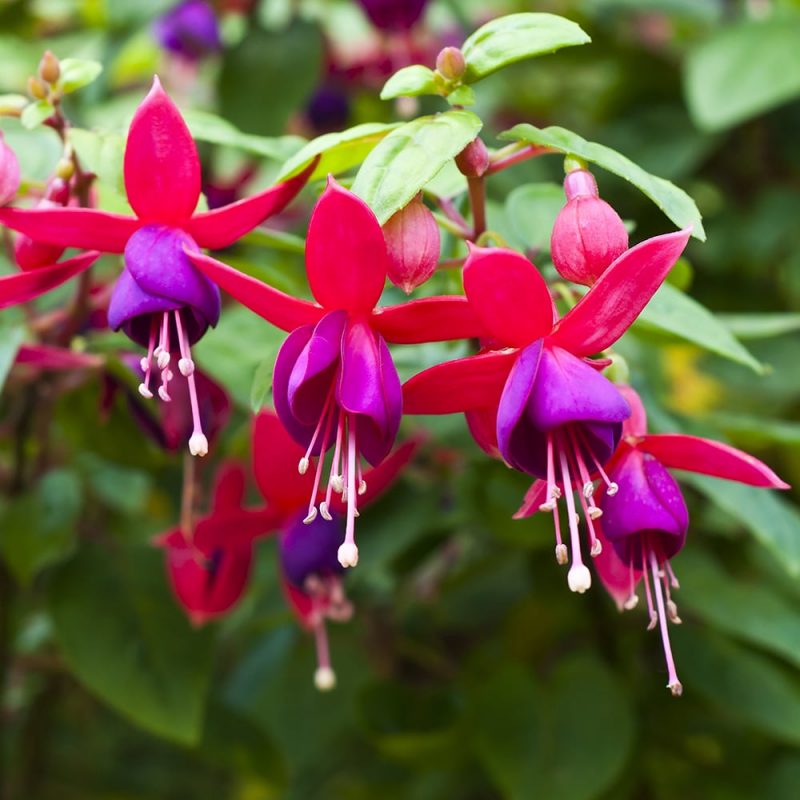 Verenpisaran Fuchsia sp. kukat