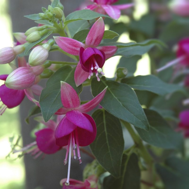 Verenpisaran Fuchsia sp. kukka