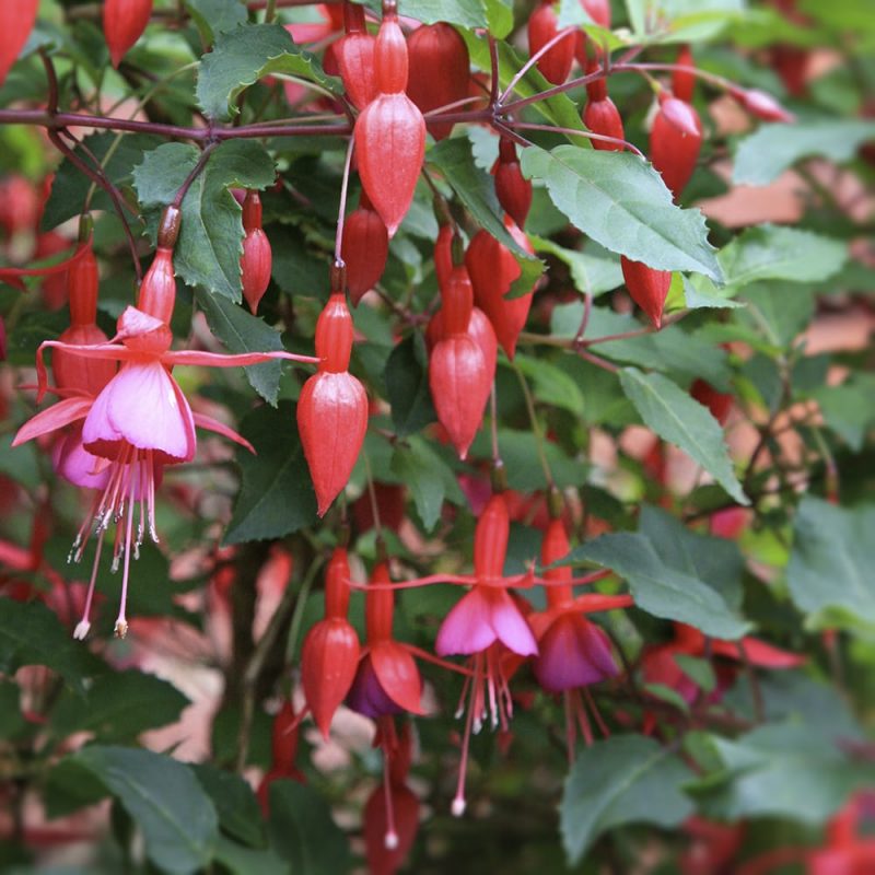 Verenpisara Fuchsia sp.