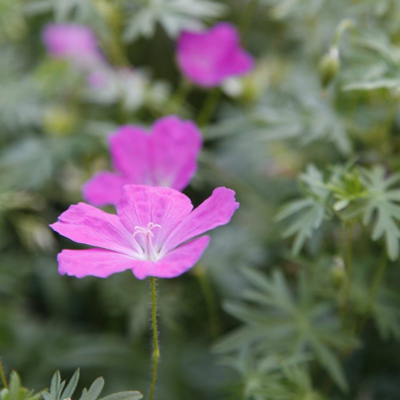 Verikurjenpolven Geranium sanguine kukka