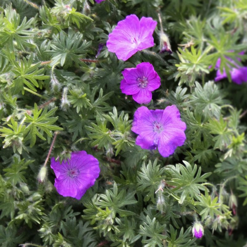 Verikurjenpolvi Geranium sanguineum