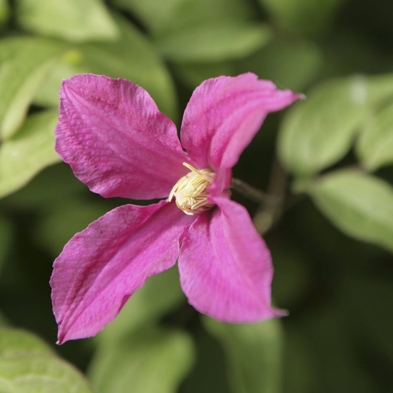 Viinikärhö Clematis viticella