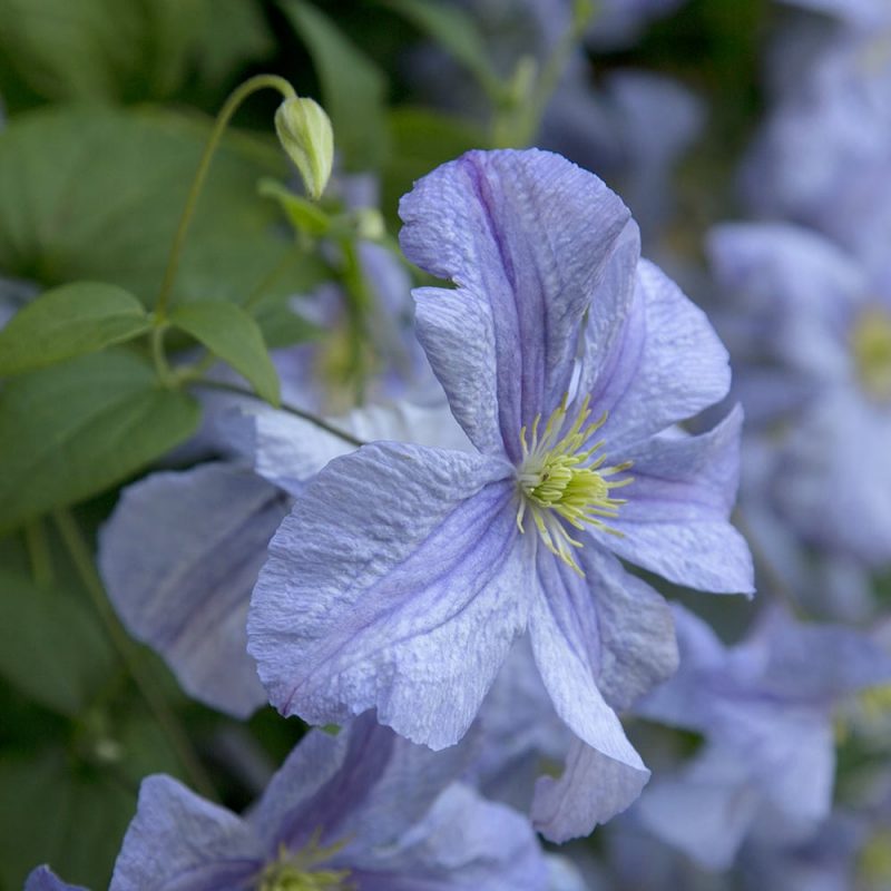 Viinikärhön Clematis viticella kukka