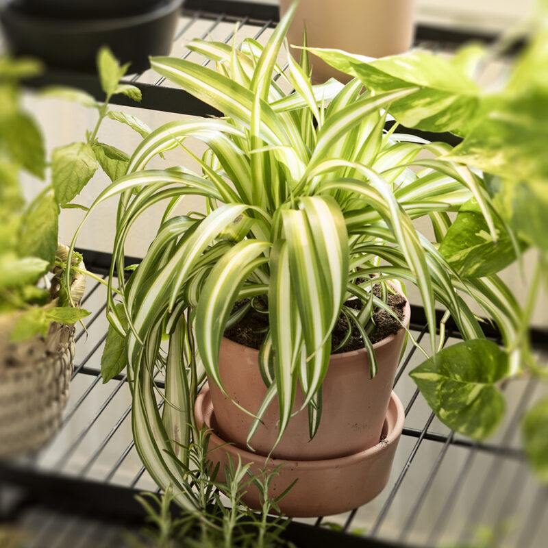 Kirjorönsylilja Chlorophytum Kekkilä