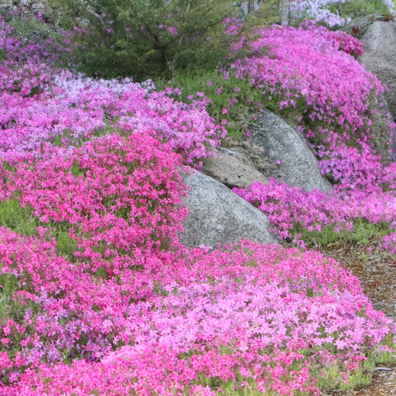 Pinkki sammaleimu ja kiviä