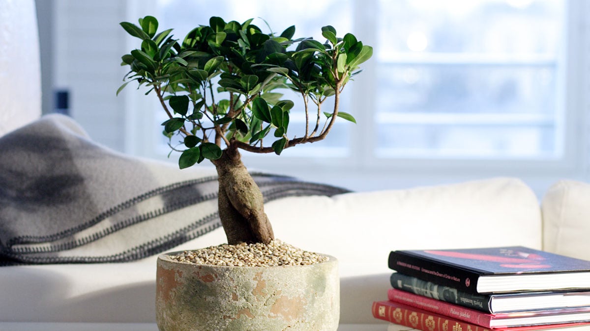 Energiaa viherkasveista