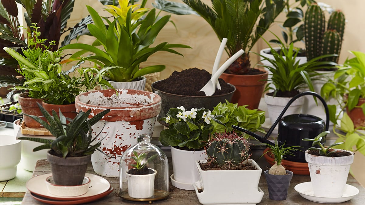 Kasvikirjasto tekee kasvit tutuiksi