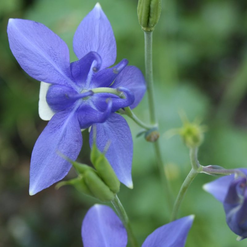 Japaninakileija Aquilegia flabellata