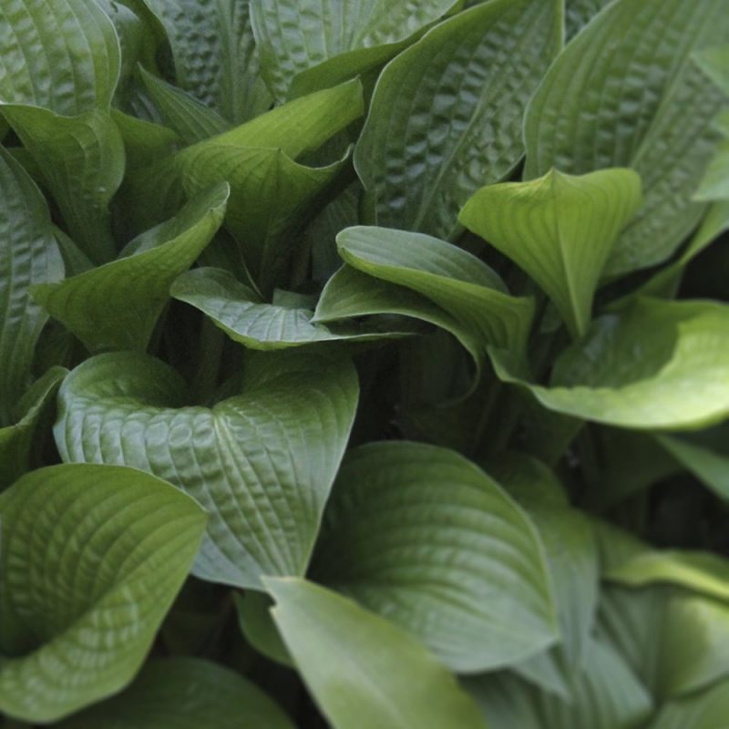 Japaninkuunlilja Hosta lancifolia