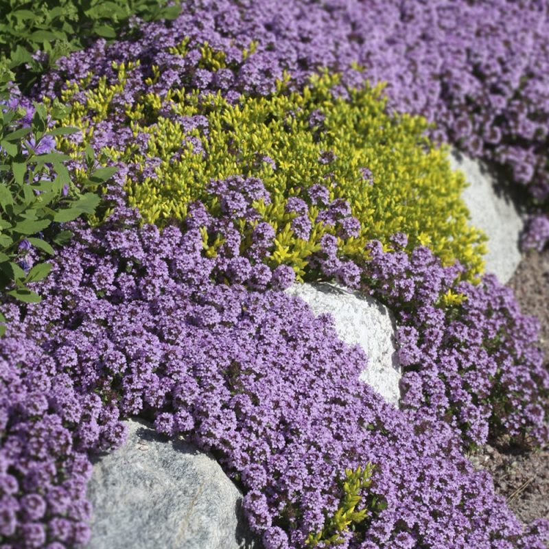 Kangasajuruoho Thymus serpyllum