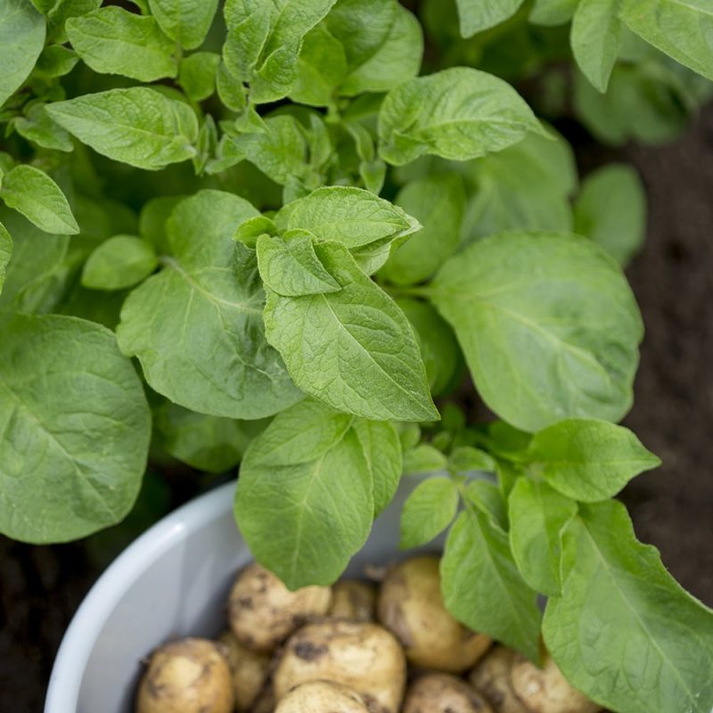 Peruna Solanum tuberosum, ämpärissä