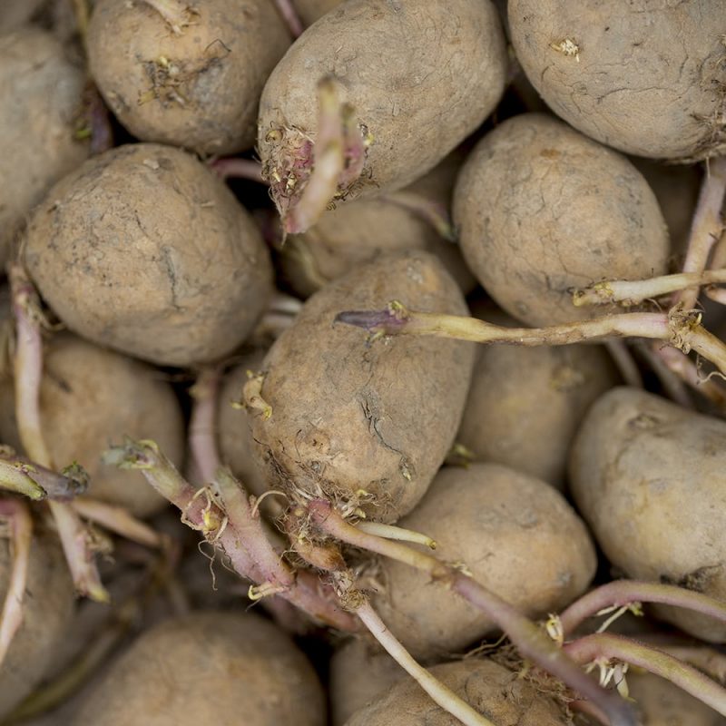 Peruna Solanum tuberosum, kasassa