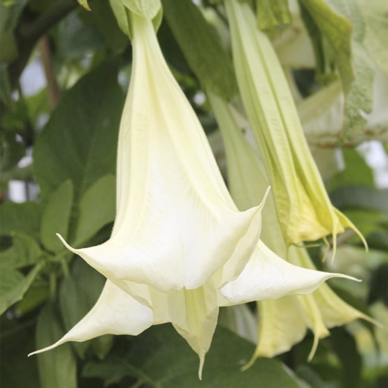 Kellopasuuna Brugmansia suaveollens