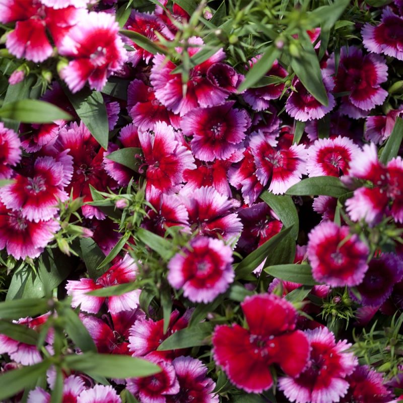 Kiinanneilikka Dianthus chinensis