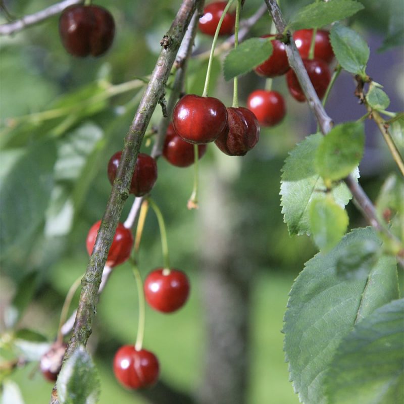 Kirsikka Prunus cerasus