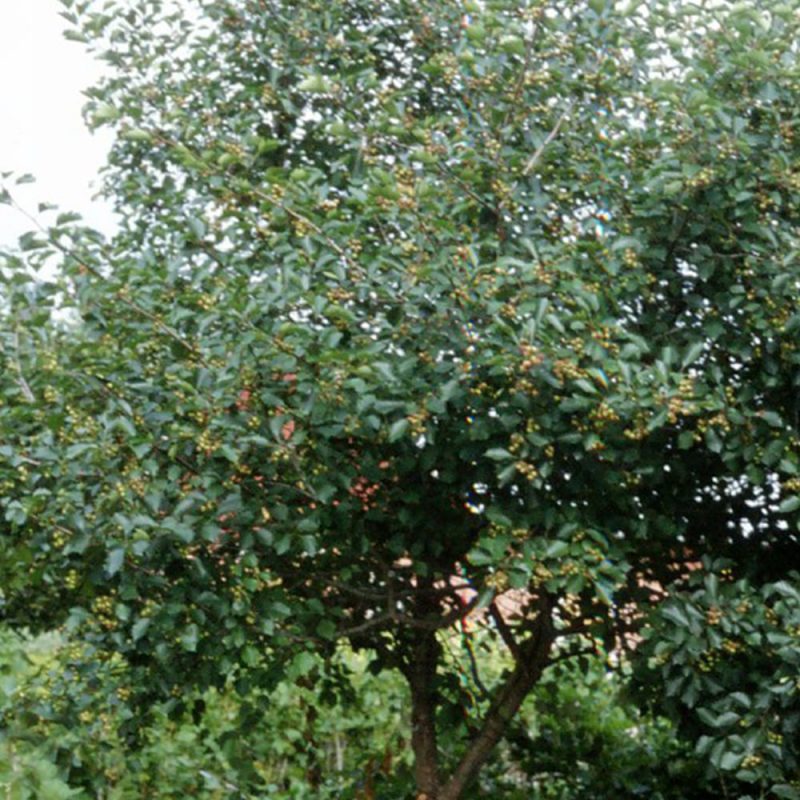 Kirsikka Prunus cerasus