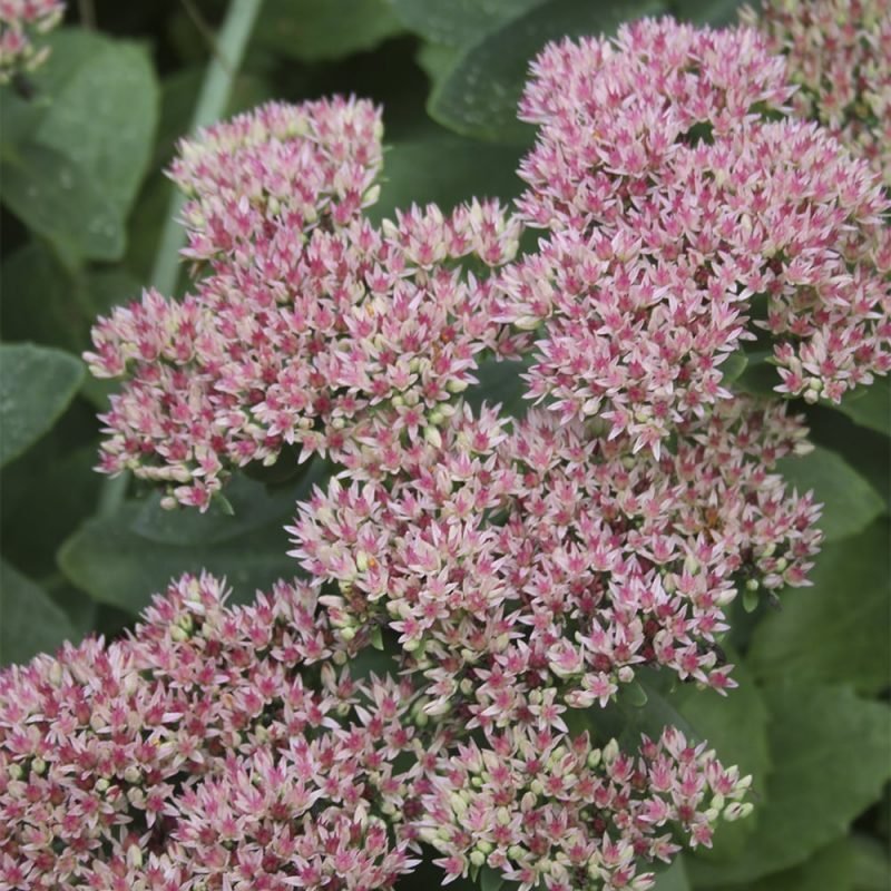 Komeamaksaruoho Sedum matrona