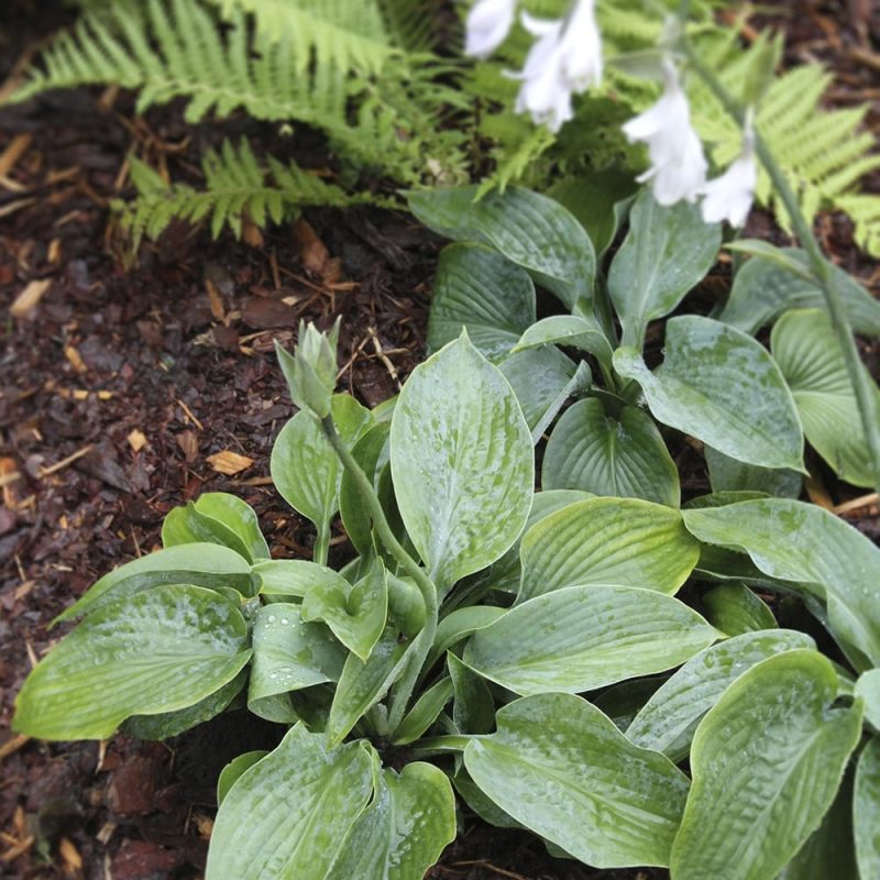 Komeasinikuunlilja Hosta sieboldiana