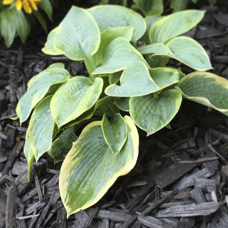 Komeasinikuunlilja Hosta sieboldiana