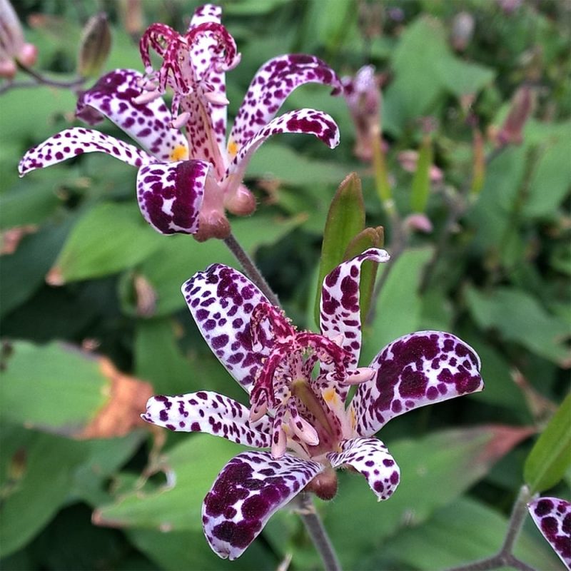 Konnanlilja tricyrtis raspberry mousse