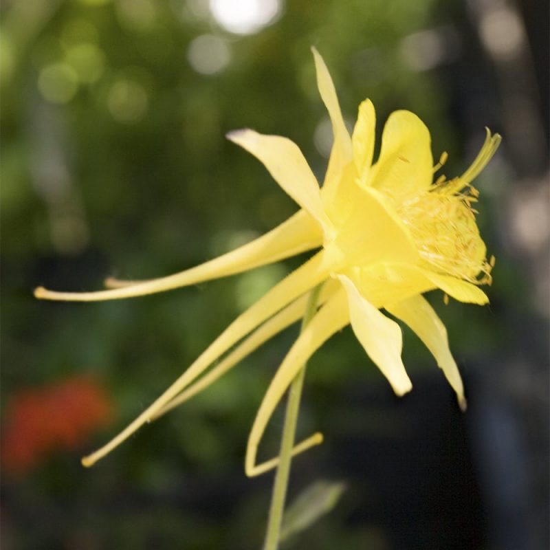 Kulta-akileija Aquilegia chrysantha