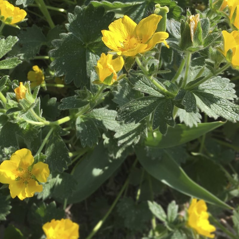 Kultahanhikki Potentilla aurea