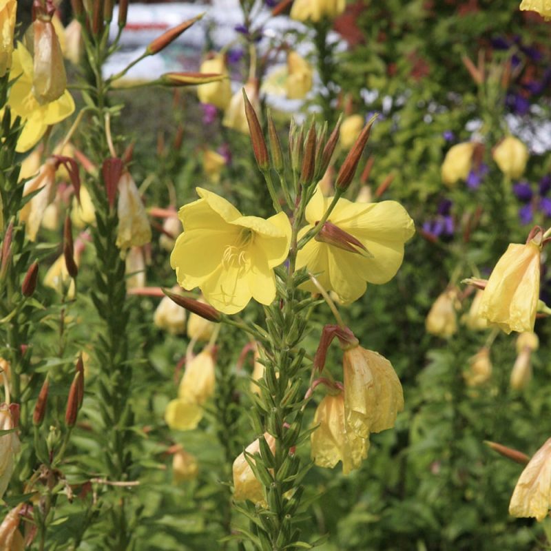 Kultahelokki Oenothera fruticosa