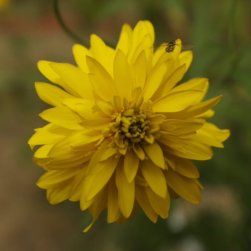 Kultapallo Rudbeckia laciniata 'Goldball' kukka