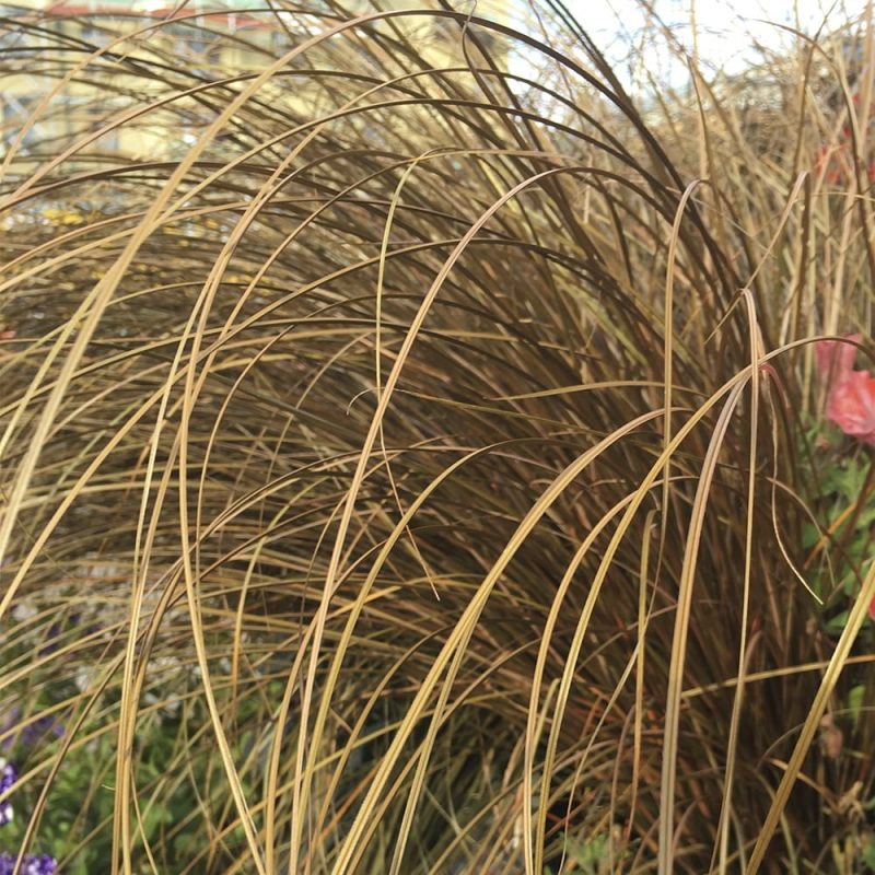 Kuparisara Carex buchananii