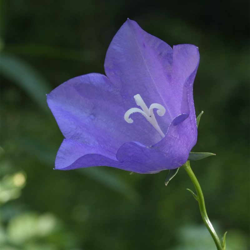 Kurjenkello Campanula persicifolia