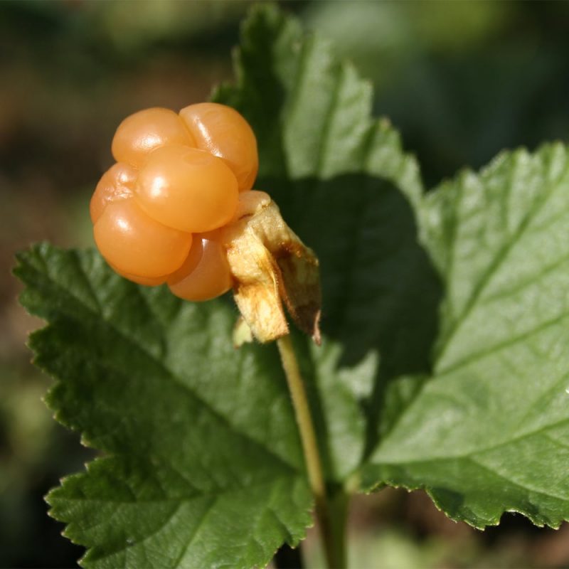 Lakka Rubus chamaemorus