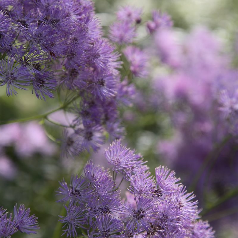 Lehtoängelmä Thalictrum aquilegifolium