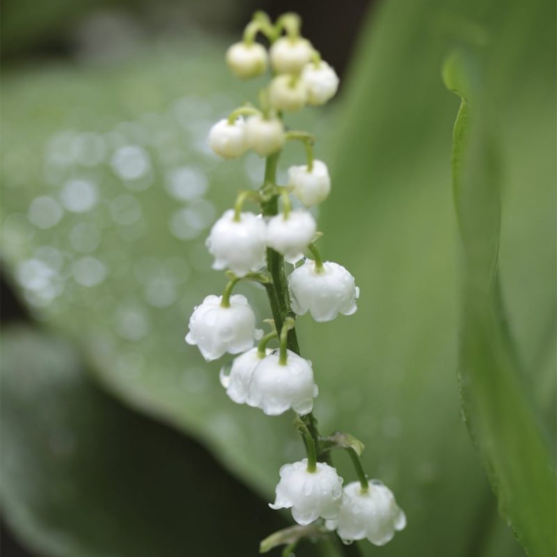 Kielo Convallaria majalis