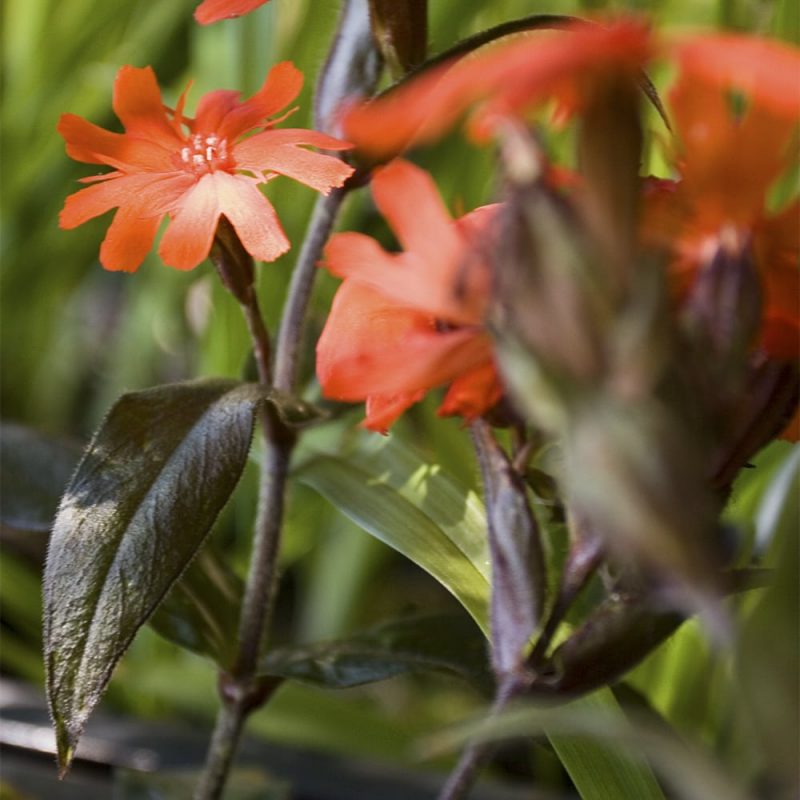 Leimurakkaus Lychnis x arkwrightii