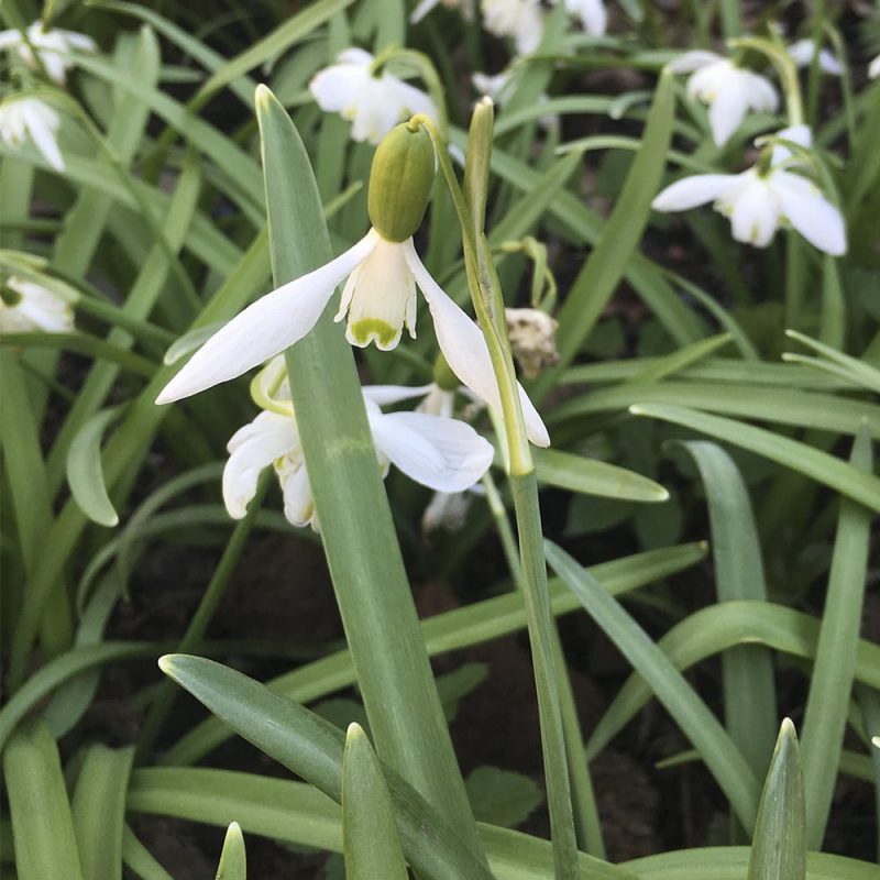 Lumikello Galanthus nivalis